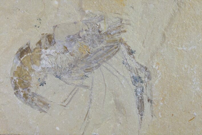 Large, Cretaceous Fossil Shrimp - Lebanon #154571